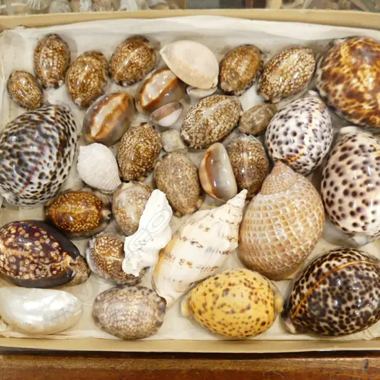 SHALLOW BOX LOT OF VARIOUS COWRI SHELLS AND OTHERS. 