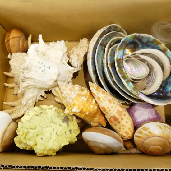 BOX LOT OF SHELLS INCLUDING SOME PAUA.