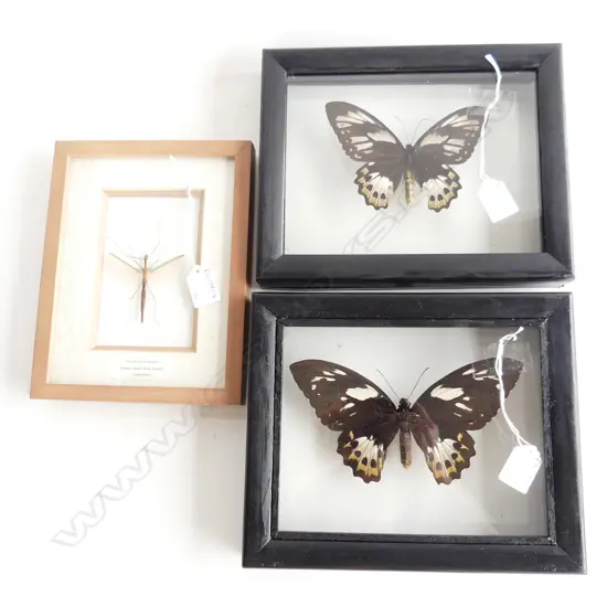 2 FRAMED BUTTERFLIES 220x265mm + STICK INSECT 'GREEN JEWEL'