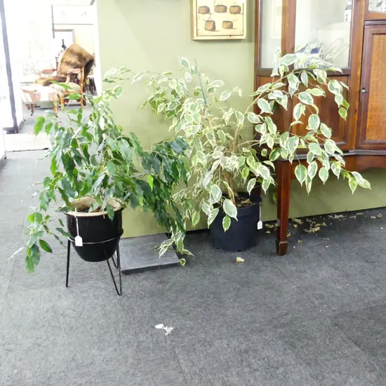 2 POTTED FICUS HOUSE PLANTS H.750mm