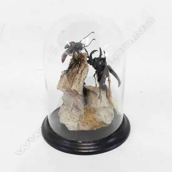 PR TAXIDERMY BEATLES (LOSSES) IN DOME H.210mm           