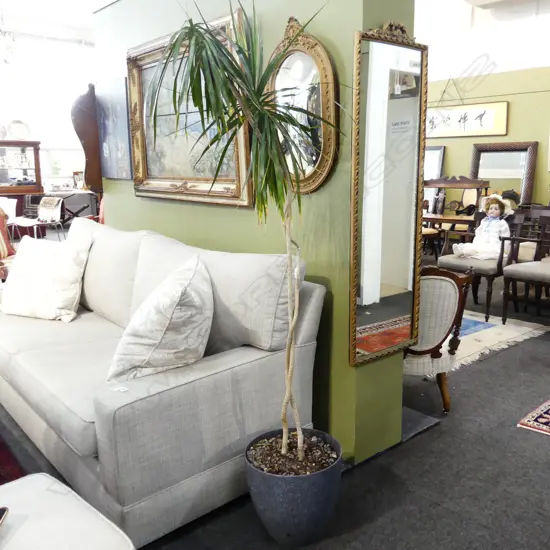 TALL HOUSE PLANT H.1800MM