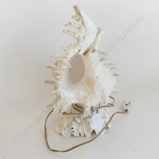 MUREX RAMOSUS SHELL LIGHT - IN WORKING ORDER. H. 290Mmm *RTV*