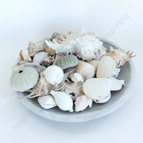 LG CONCRETE TRAY OF ASSORTED SEA SHELLS 