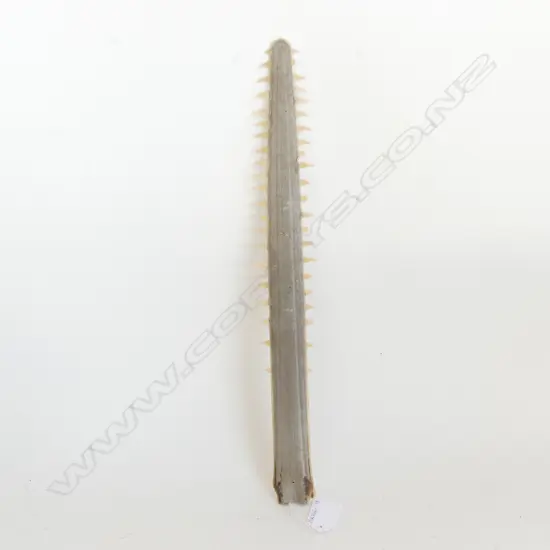 SAWFISH OR CARPENTER SHARK BILL - NO MISSING TEETH. L. 380mm