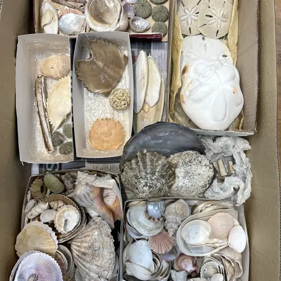 LGE COLLECTION SEA SHELLS + CRABS + STAR FISH ETC