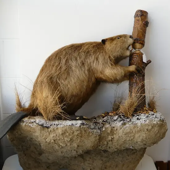 TAXIDERMY BEAVER CHEWING STUMP 700x330x700mm