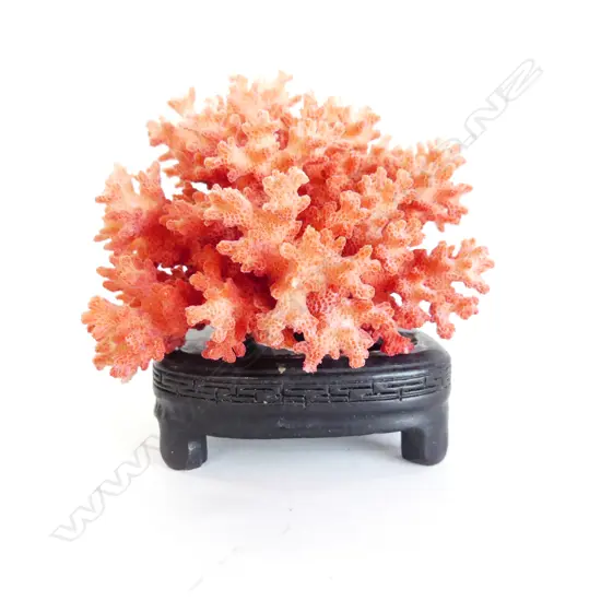 RED CORAL ON WOODEN STAND H.100mm