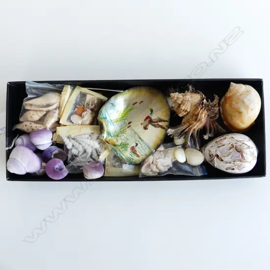 SM SHALLOW BOX ASST SHELLS INCL PURPLE SEA SNAIL SHELLS, MUREX, 2 DECORATED SHELLS ETC..