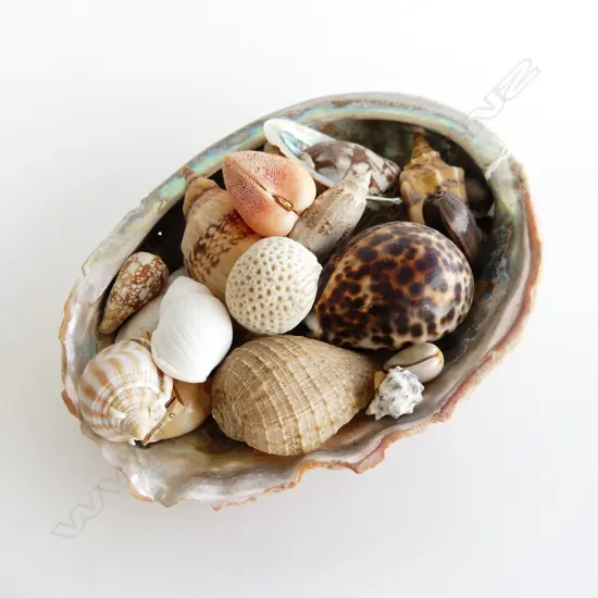 LG MOP SHELL WITH BIG COLLECTION OF SHELLS INCL CLOSED ORANGE CLAM SHELL, TIGER COWRIE ETC...