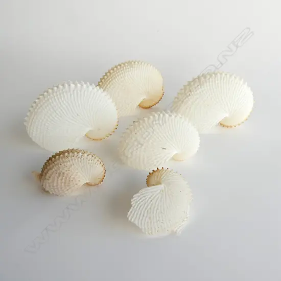 6 PAPER NAUTILUS SHELLS LARGEST W. 130mm (1 BROKEN, 1 w. FAULTS)