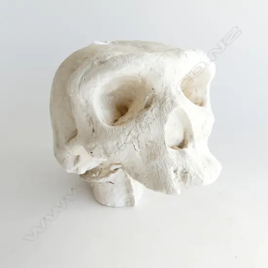 PLASTER SKULL H.180mm