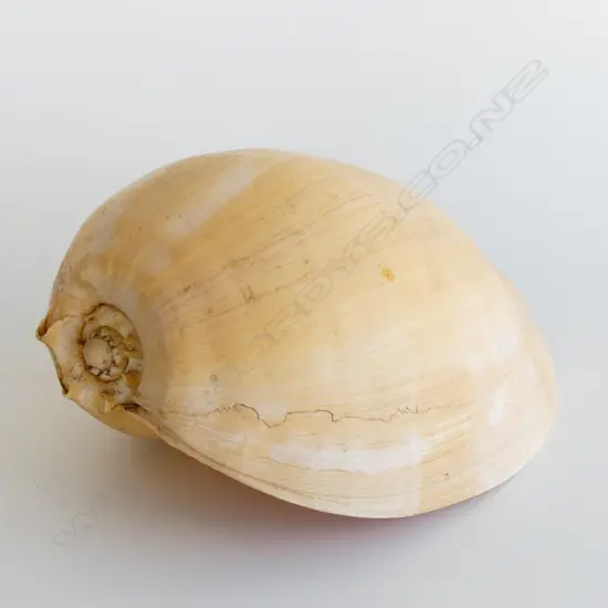 LARGE SHELL   APPROX  L. 280mm