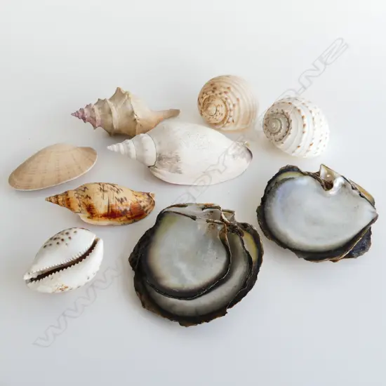 14 ASST LARGE SHELLS INCL TIGER COWRIE & OYSTER SHELLS ETC..