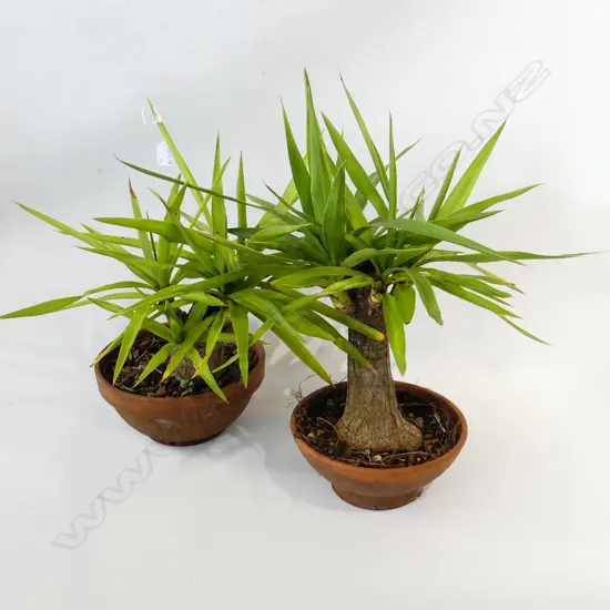 PR YUCCA PLANTS H.550mm