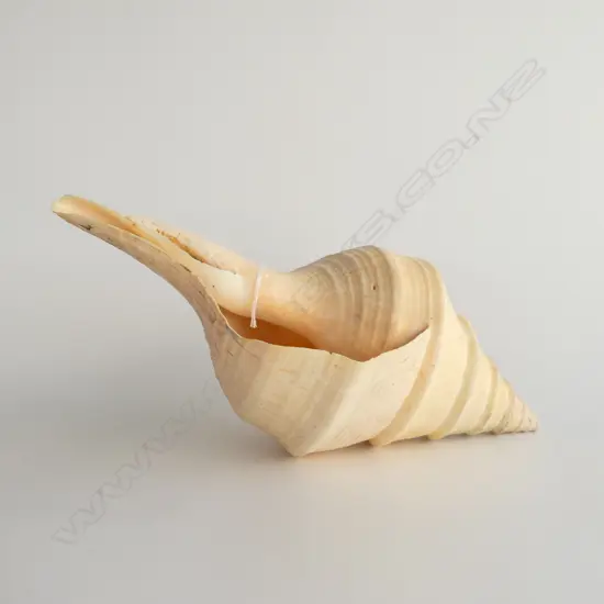 LG TRUMPET SHELL, L. 460mm