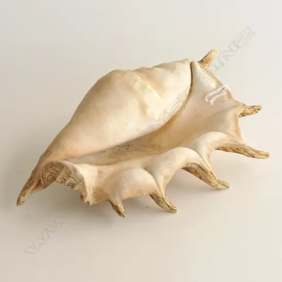 LG SPIDER CONCH SHELL L. 290mm