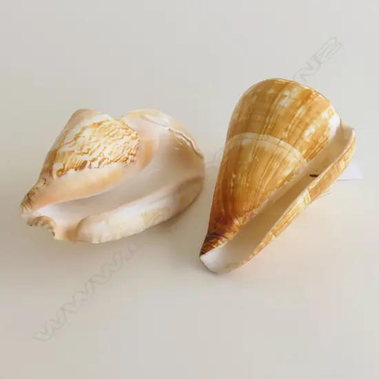 2 LG SHELLS, CONCH (L. 150mm) & CONE (L. 135mm)