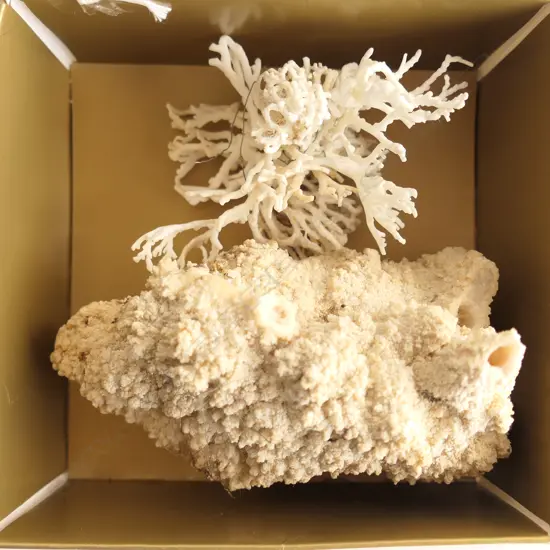 ONE CORAL BRAIN (L120 X 85mm) & PIECE WHITE CORAL 1(00 X 7mm)