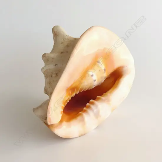 LG HORNED QUEEN HELMET CONCH SHELL, L. 235mm