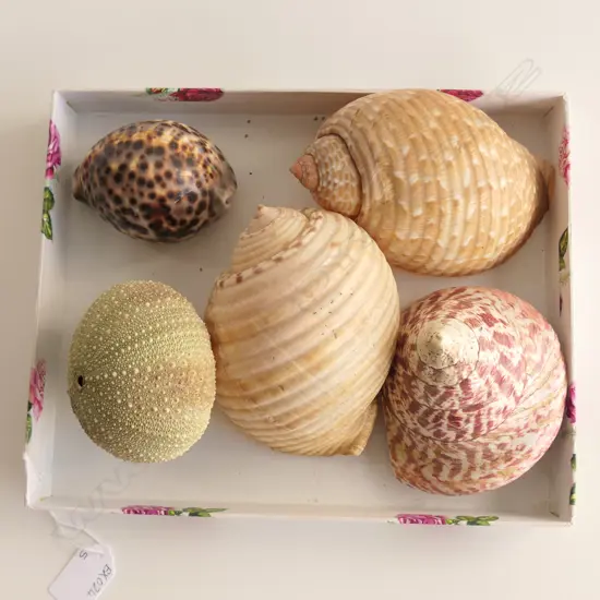 5 ASST SHELLS INCL. LG KINA & CONICAL ETC..