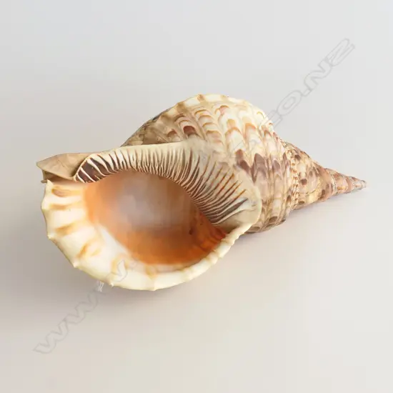 LG TRITON SHELL, L. 350mm