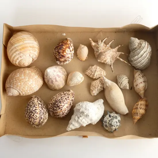 LG SHALLOW BOX ASST SHELLS INCL TIGER COWRIE ETC..