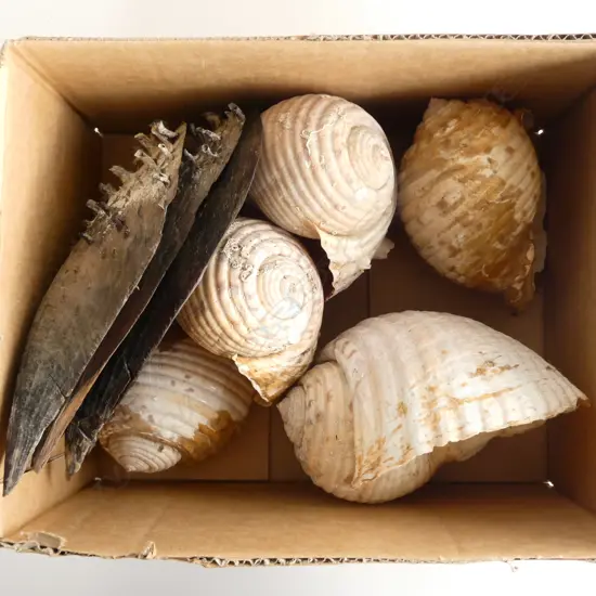 5 ASST LG SEA SNAIL SHELLS & 3 X LG MUSSEL SHELLS