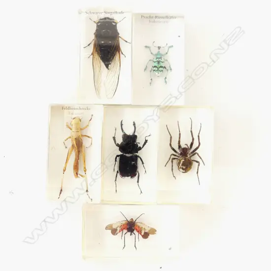 6 INSECT SPECIMENS IN CLEAR ACRYLIC L.70mm