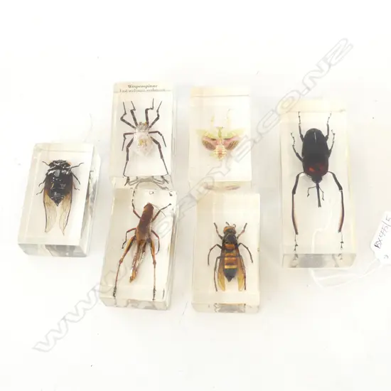 6 INSECT SPECIMENS IN CLEAR ACRYLIC LARGEST L.110mm