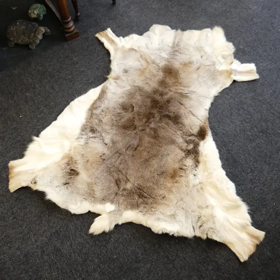 WHITE TAIL DEER SKIN. 1400mm X 1000mm