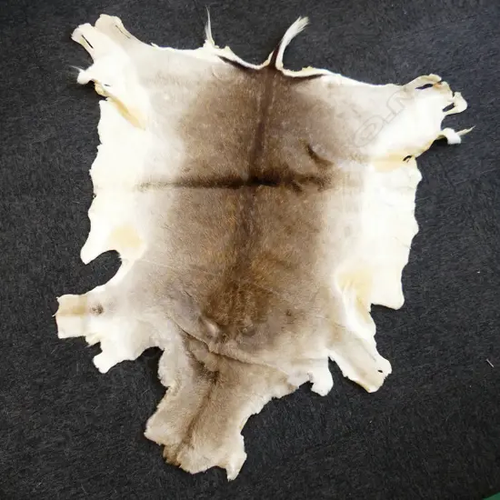 WHITE TAIL DEER SKIN 1300x1000mm