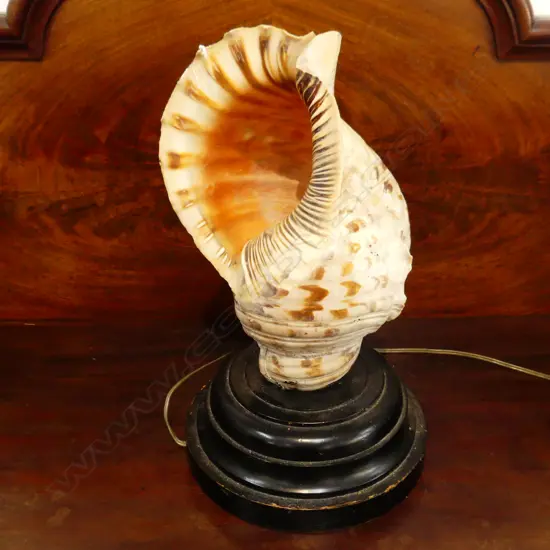 CONCH SEA SHELL LAMP H.420mm