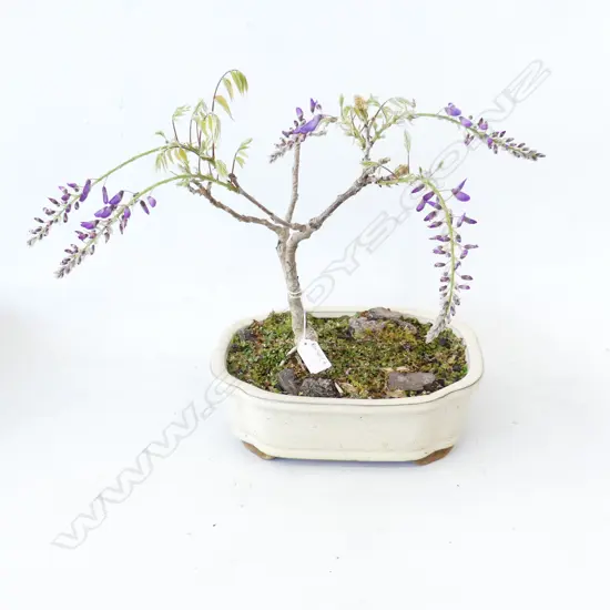 WISTERIA BONSAI H.380mm