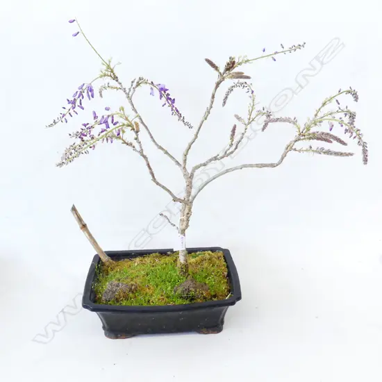 WISTERIA BONSAI H.600mm