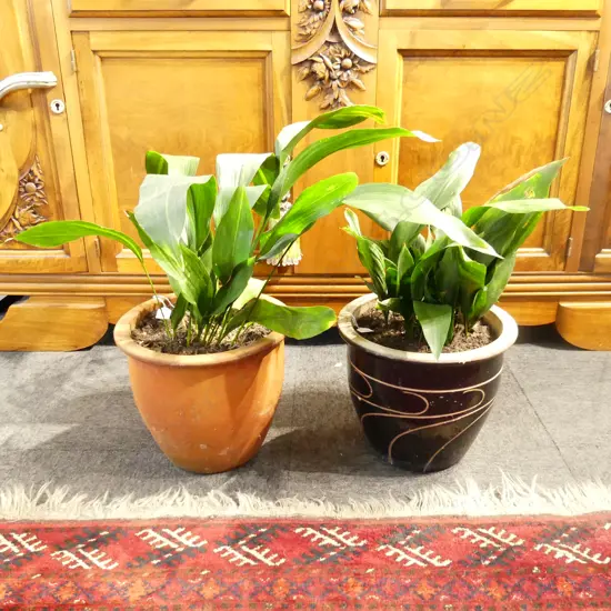 2 POTTED ASPIDISTRA H.600mm