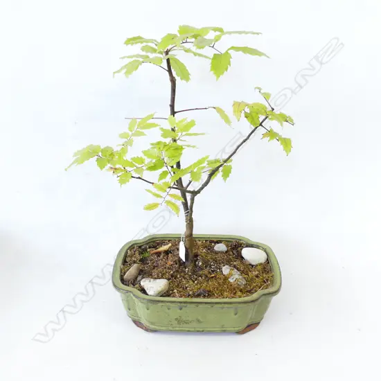 BONSAI H.530mm