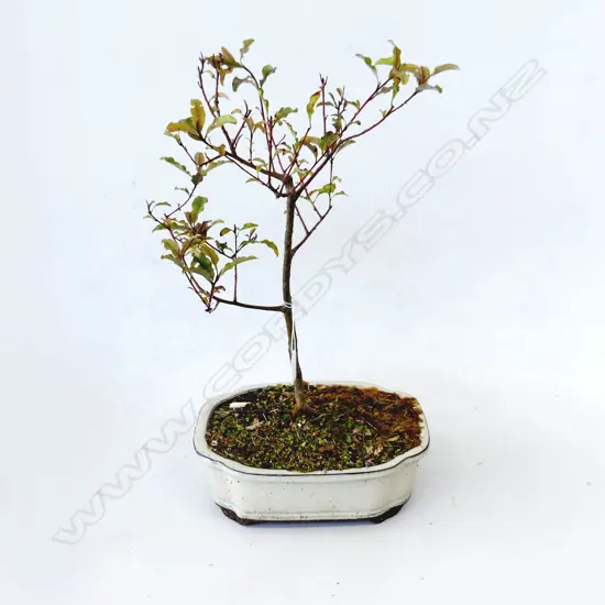 BONSAI H.500mm