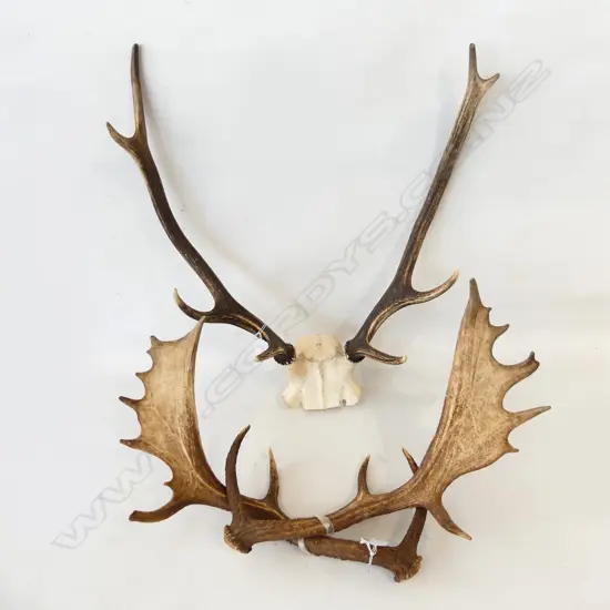 DEER STAG HEADS POINTS. ONE EIGHT POINTER L.630mm & ANOTHER PAIR L.460mm