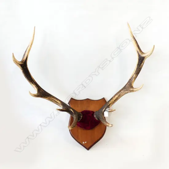 MOUNTED DEER ANTLERS 10 POINTER ON WOODEN SHIELD. H. 800mm