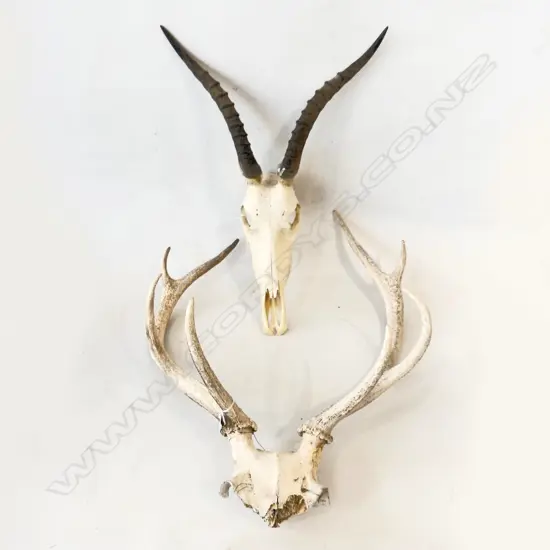 AFRICAN KUDU  SKULL WITH HORNS L.600mm (TOTAL ) & EIGHT POINTER DEER SKULL L. 630mm ( TOTAL )