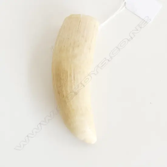 SPERM WHALES TOOTH L110MM 