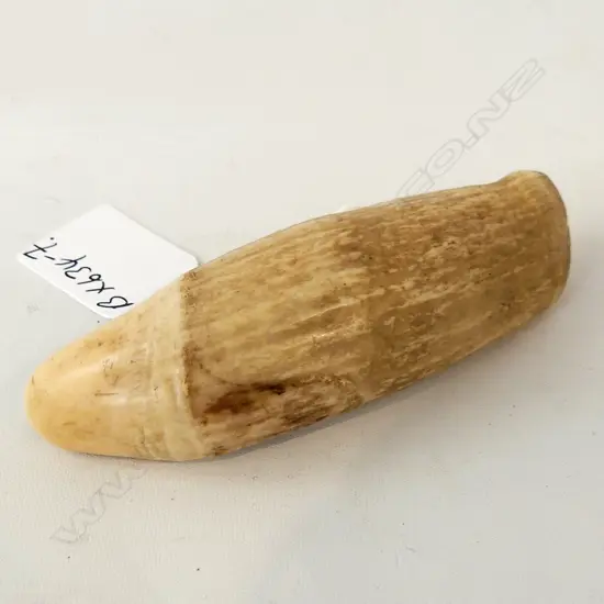 SPERM WHALES TOOTH L106MM