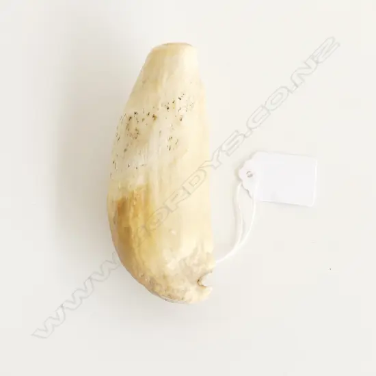 SPERM WHALES TOOTH L120MM