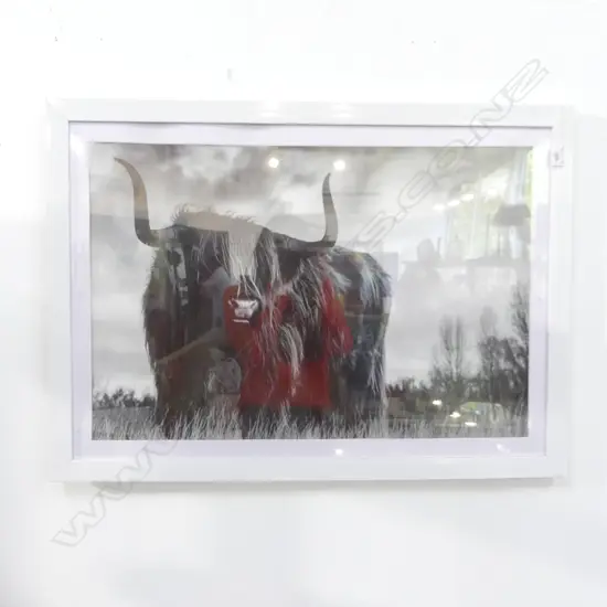 PHOTOGRAPH CATTLE BEAST H610 X 800