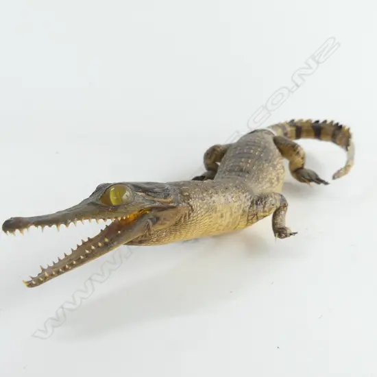 SMALL TAXIDERMED CROCODILE LENGHT 260MM