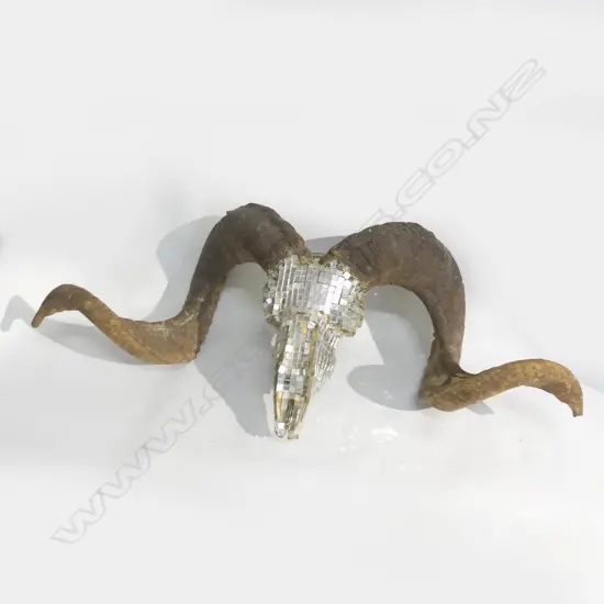 HORNED SHEEP SKULL w. MIRRORED PIECES W.670mm