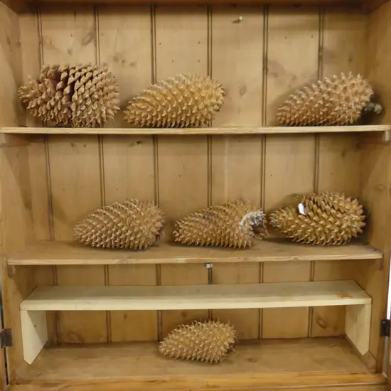7 GIANT COULTER PINE CONES L.260mm