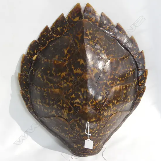 TURTLE SHELL L.470mm