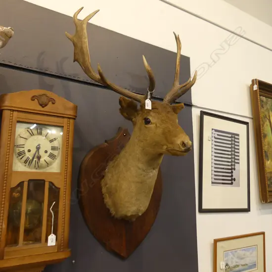 10 POINTER STAG HEAD H.1100mm